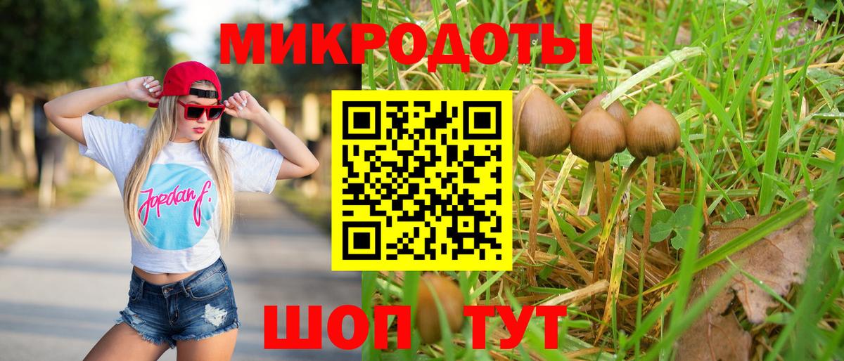 Галлюциногенные грибы Psilocybe Курган